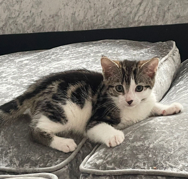 Kitten girl