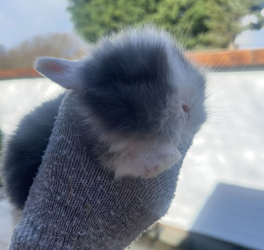 Baby bunnies ready to reserve