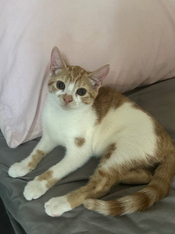 4 kittens ready for the new forever home