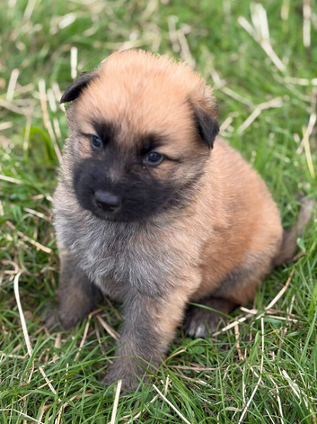 German Shepherd pups