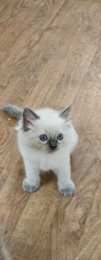 Ragdoll kitten