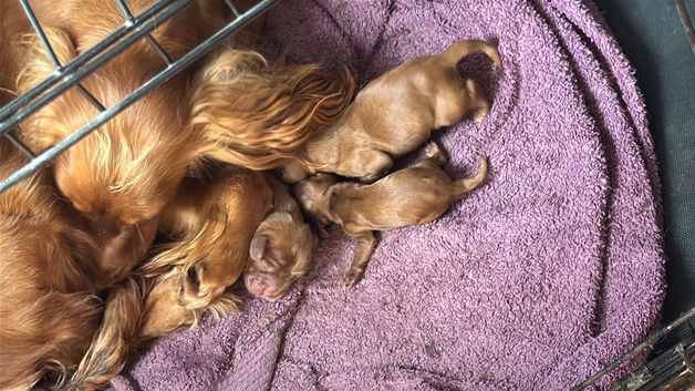 Golden red cocker spaniel puppies