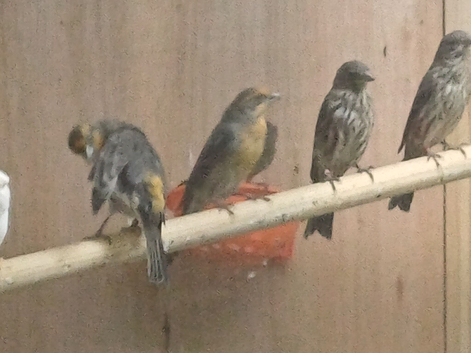 Mexican house finch trio