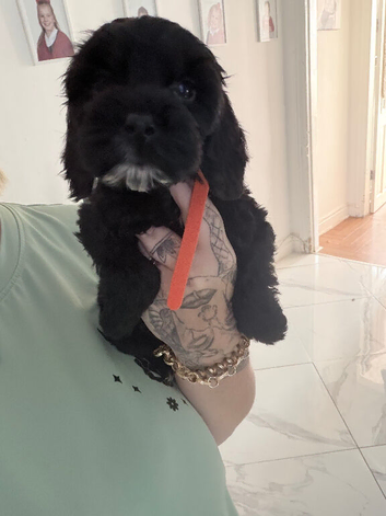 3 girls left f2 cockapoos ***READY NOW***
