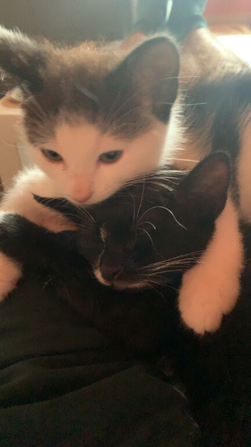 3 kittens looking too re home
