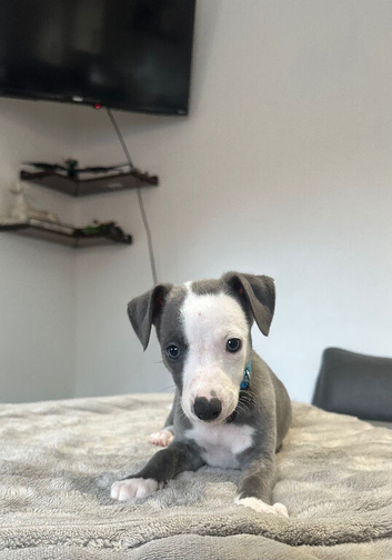 Beautiful Blue Wippet Puppies