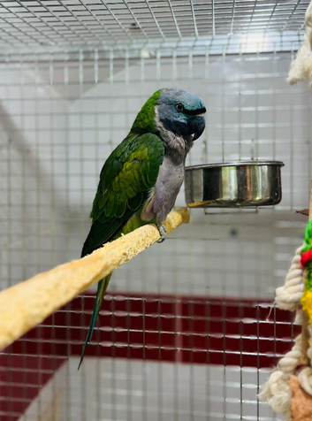 Derbyan parrot