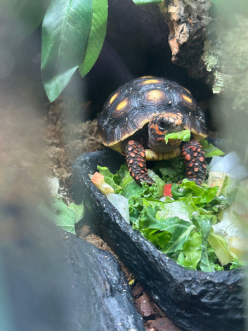 2 year old Redfoot tortoise and full set up