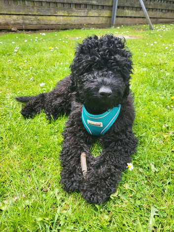 Gorgeous Cockapoo Boy