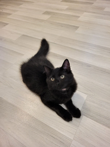1 gorgeous Maine Coon X girl left from litter of 4