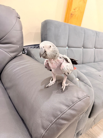 African grey parrot tame talking inc cage toys