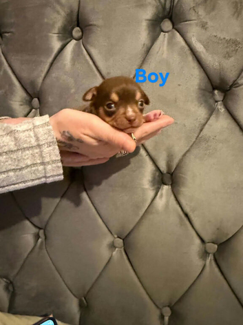 Chihuahua puppies