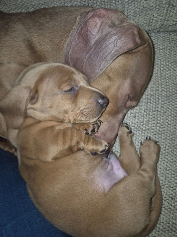 Miniature dachshund for sale