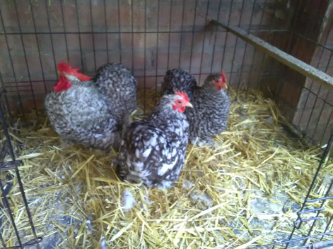 A Trio of Cuckoo Pekin Bantams