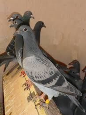 Racing Pigeons &ndash; Free to Good Home