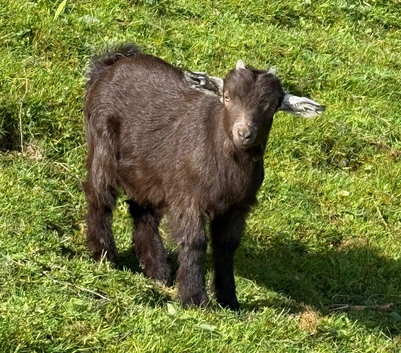 Dwarf dairy billy