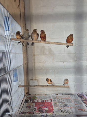 Canary