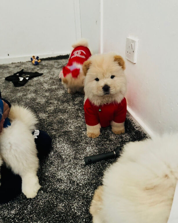 Chow chow