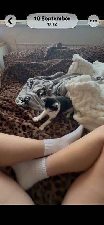 Kitten