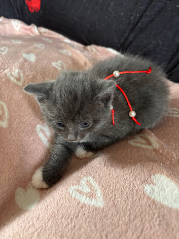 Rangdoll cross kittens