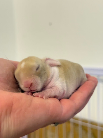 Beautiful Mini Lop Kits