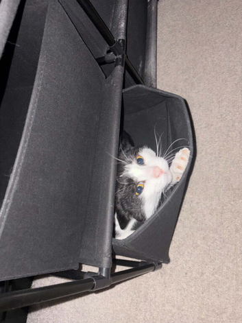 Male cat 4yrs old