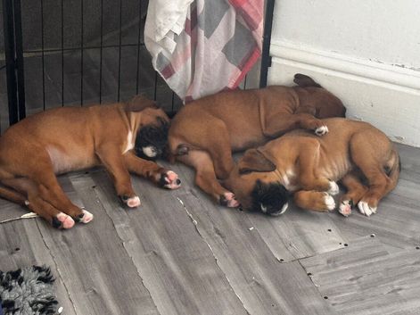 Champion breed boxer puppies