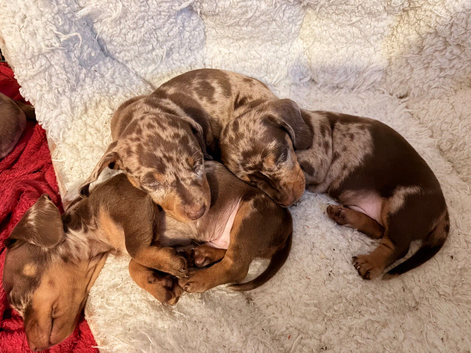 Miniature short hair dachshund