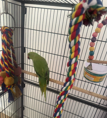 Indian Ringneck