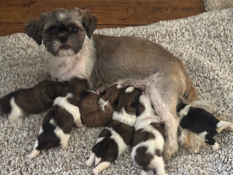 Shih tzu puppy&rsquo;s