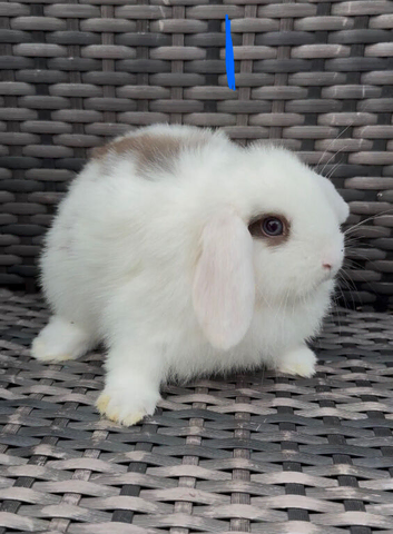 4 boy mini lops