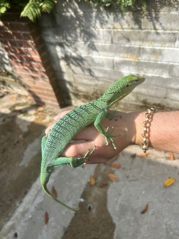Varanus Prasinus PAIR (Emerald/Green Tree monitors)