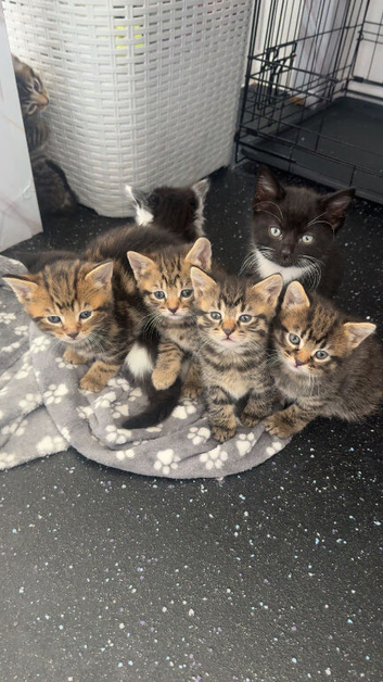 Mixed breed kittens