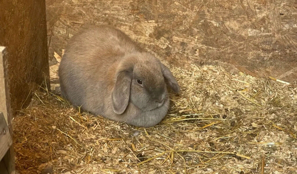 2 French lops and one lionhead ages 3 and 4
