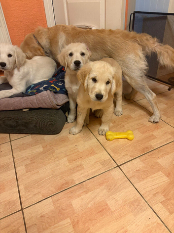 Beautiful 12 week old puppies for sale