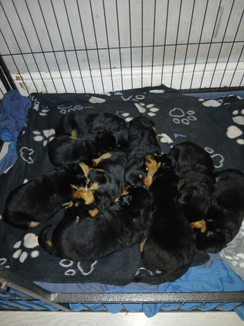 Big chunky litter of 9 Rottweiler puppies