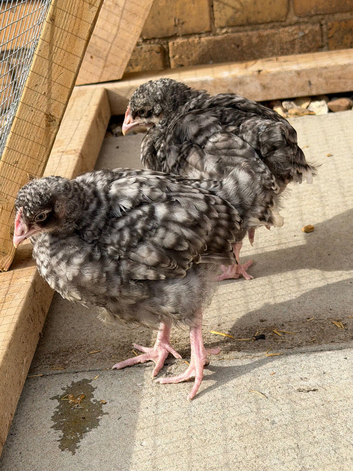 Cuckoo Orpington&rsquo;s