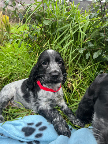 Stunning blue roan show type cocker spaniel puppies