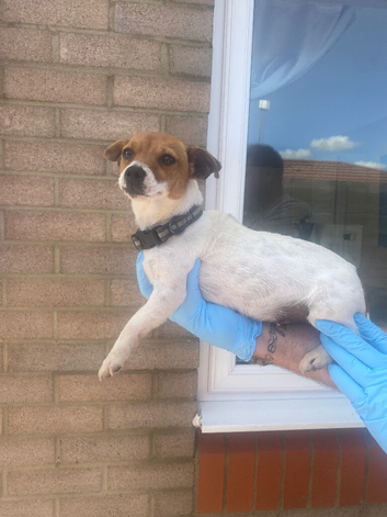 Traditional miniature Jack Russell