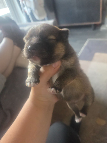 Stunning sable pomeranian boy