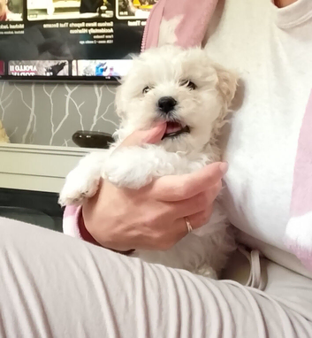 Maltese Puppy