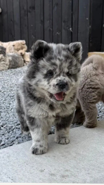 Exotic colour pure chow chow puppies for sale