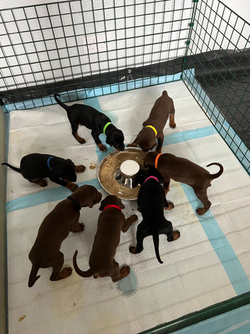 7 beautiful, healthy Dobermann puppies for sale