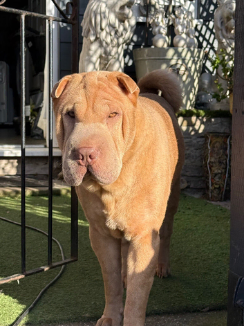 Beautiful shar pei male for stud