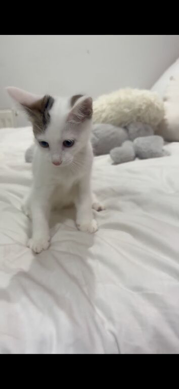 Cute kitten