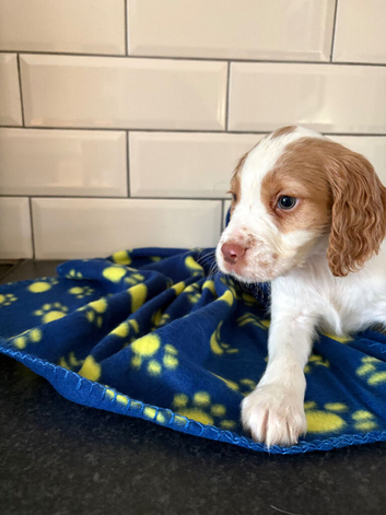Strong litter of KC Registered Cocker Spaniel pups, ready NOW for their next chapter.