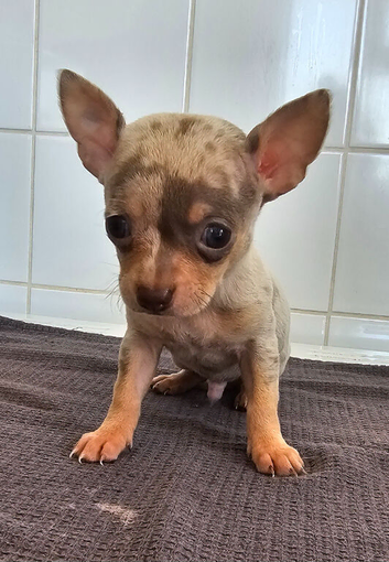 Stunning short haired chihuahua puppies
