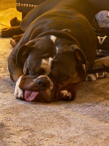 12 month old olde English bulldoggue