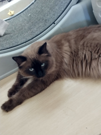 ted is a Seal sepia now called a cheribum h.e's the most loving affectionate little boy he is is coming up 9 months.as all male cats of this age he wi