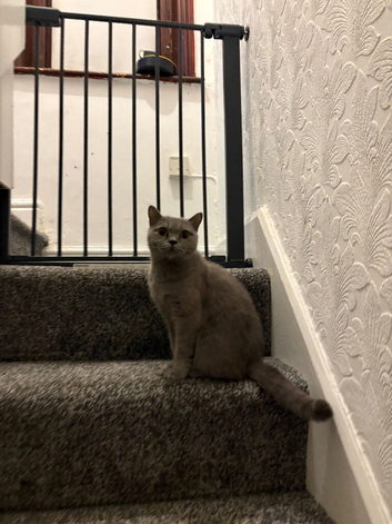 Female shorthair cat
